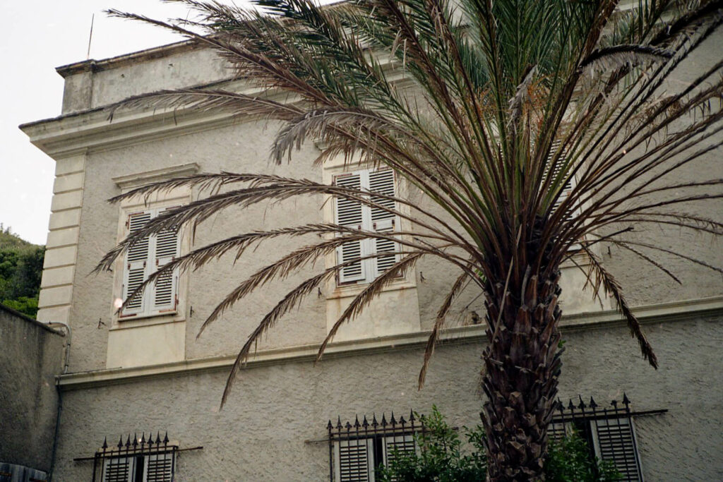 palmier avec une maison